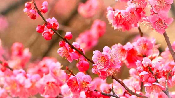February in Japan: A Month of Snow, Festivals, and Plum Blossoms
