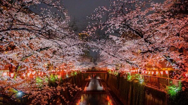 Tokyo by Night: A Guide to Magical Yozakura (Night Cherry Blossoms)
